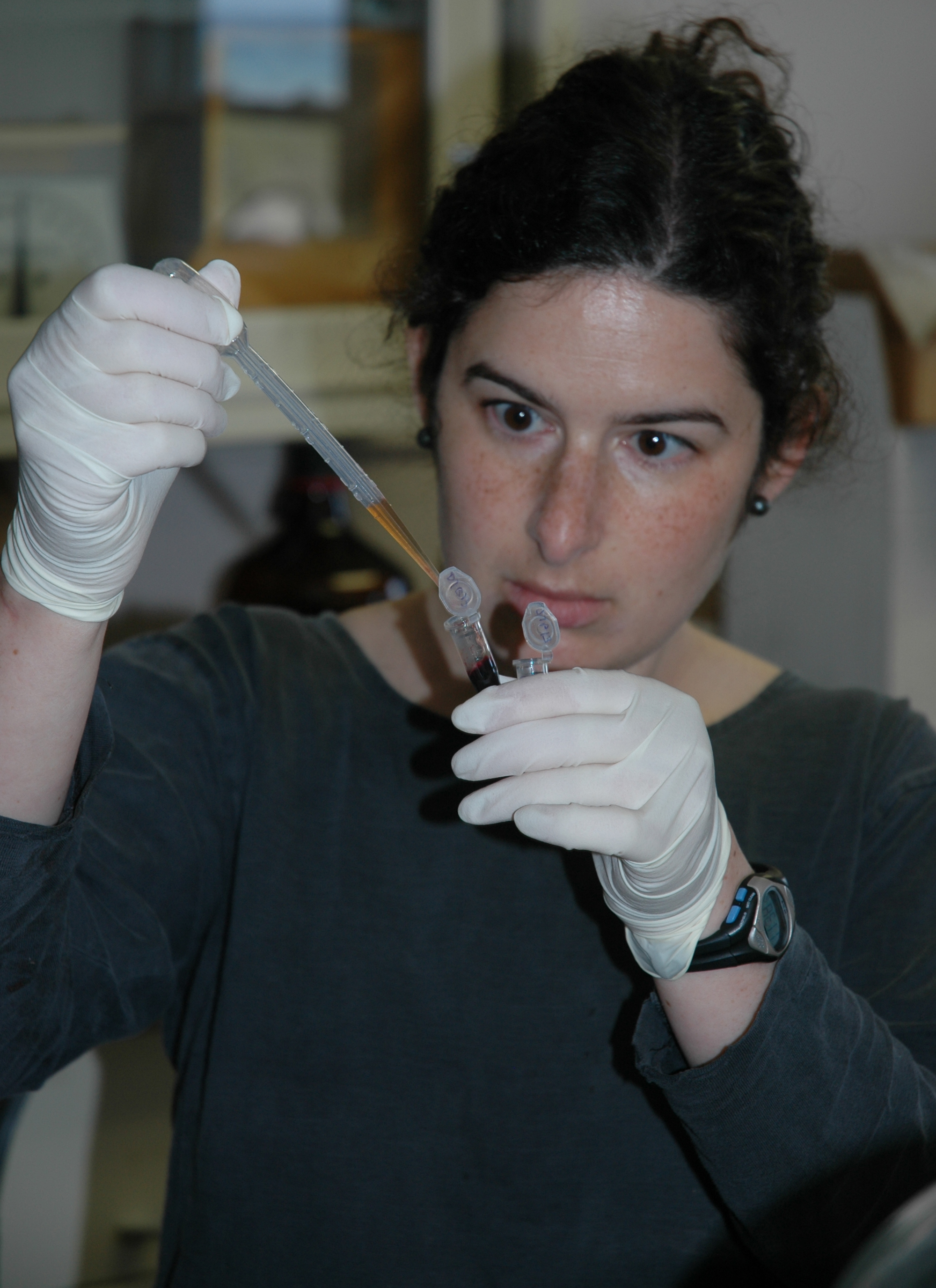 Michigan State University graduate student using pipette to place sea lamprey fluid into centrifuge container
